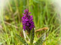 Knabenkraut Orchidee dunkelviolett